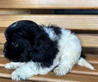 Penny Boy 3, a female Shihpoo for sale in Randolph, MS – 3 of 3