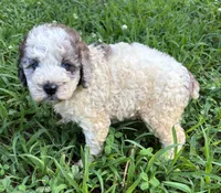 Sassy Girl 2, a female Miniature Aussiedoodle for sale in Randolph, MS – 3 of 3