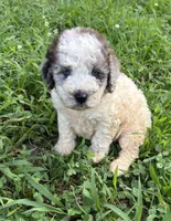 Sassy Girl 2, a female Miniature Aussiedoodle for sale in Randolph, MS – 1 of 3
