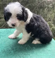 Pepper Boy 1, a male Miniature Aussiedoodle for sale in Randolph, MS – 2 of 2