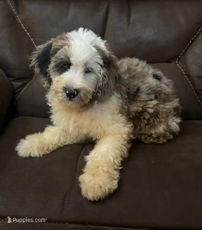 Molly Boy 1 – Poodle - Miniature  puppy for sale in Randolph, MS