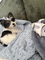 Chico AKC Yorkie, a male Yorkshire Terrier for sale in Benicia, CA – 4 of 11