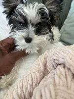 Chico AKC Yorkie, a male Yorkshire Terrier for sale in Benicia, CA – 10 of 11