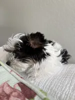 Chico AKC Yorkie, a male Yorkshire Terrier for sale in Benicia, CA – 6 of 11