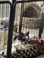 Chico AKC Yorkie, a male Yorkshire Terrier for sale in Benicia, CA – 3 of 11