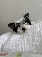 Chico AKC Yorkie, a male Yorkshire Terrier for sale in Benicia, CA – 5 of 11