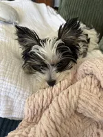 Chico AKC Yorkie, a male Yorkshire Terrier for sale in Benicia, CA – 9 of 11