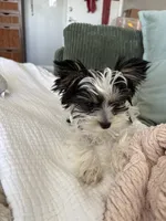 Chico AKC Yorkie, a male Yorkshire Terrier for sale in Benicia, CA – 11 of 11