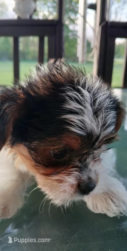 Dalton – Yorkshire Terrier puppy for sale in Anderson, IN