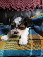 Dalton, a male Yorkshire Terrier for sale in Anderson, IN – Photo 3 of 3