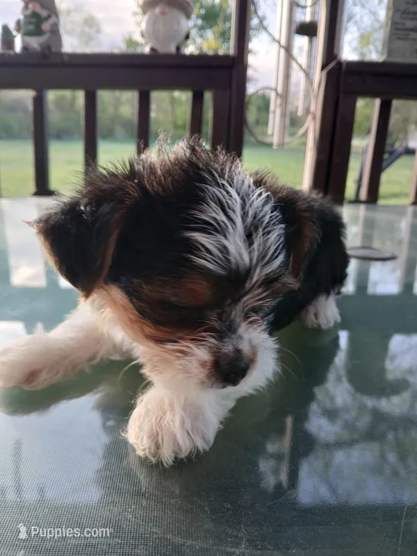 Dalton – Yorkshire Terrier puppy for sale in Anderson, IN