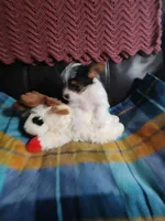 Sage , a female Yorkshire Terrier for sale in Anderson, IN – Photo 2 of 4