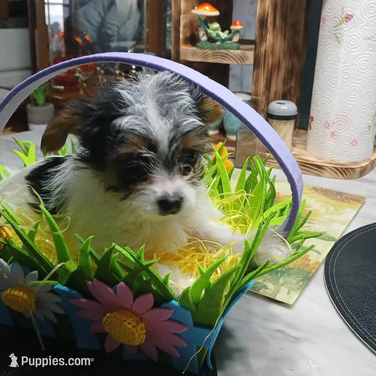 Sage , a female Yorkshire Terrier for sale in Anderson, IN – Photo 4 of 4