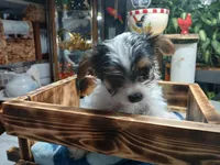 Sage , a female Yorkshire Terrier for sale in Anderson, IN – Photo 3 of 4