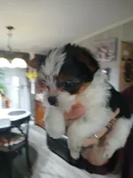 Dillion , a male Yorkshire Terrier for sale in Anderson, IN – Photo 3 of 3