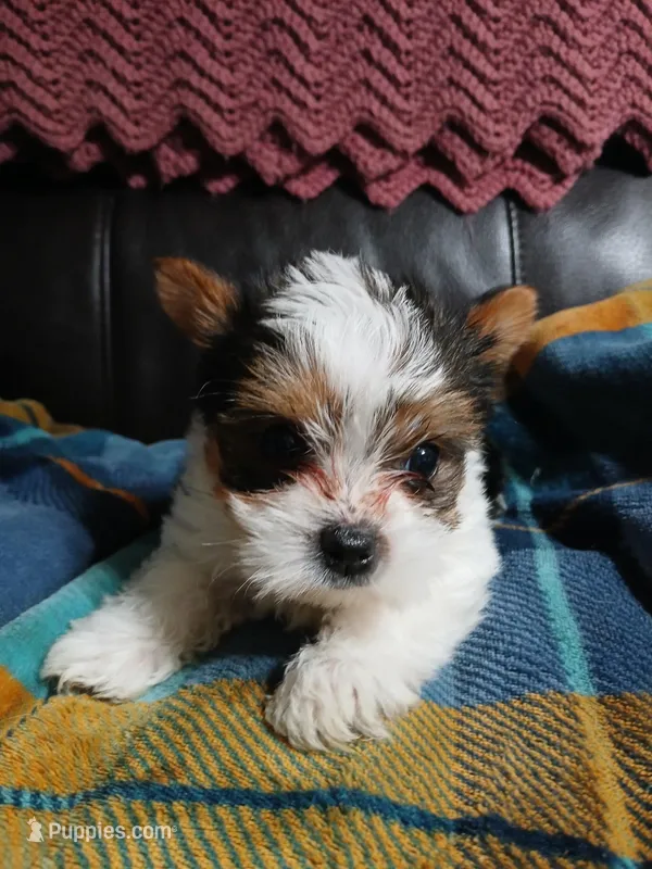 Dillion  – Yorkshire Terrier puppy for sale in Anderson, IN
