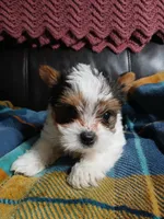 Dillion , a male Yorkshire Terrier for sale in Anderson, IN – Photo 1 of 3