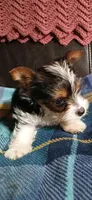 Darla, a female Yorkshire Terrier for sale in Anderson, IN – Photo 5 of 5