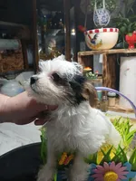 Scout, a male Yorkshire Terrier for sale in Anderson, IN – Photo 3 of 3