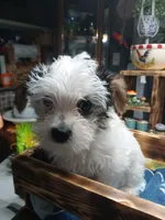 Scout, a male Yorkshire Terrier for sale in Anderson, IN – Photo 2 of 3