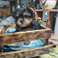 Spade, a male Yorkshire Terrier for sale in Anderson, IN – Photo 4 of 4