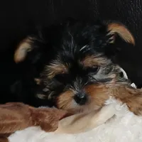 Spade, a male Yorkshire Terrier for sale in Anderson, IN – Photo 2 of 4