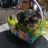 Spade, a male Yorkshire Terrier for sale in Anderson, IN – Photo 3 of 4