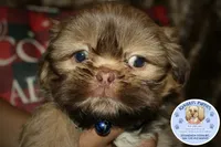 Chewy, a male Shih Tzu for sale in Ocala, FL – Photo 3 of 5