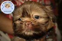 Chewy, a male Shih Tzu for sale in Ocala, FL – Photo 4 of 5