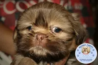 Chewy, a male Shih Tzu for sale in Ocala, FL – Photo 1 of 5