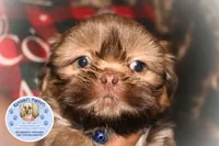 Chewy, a male Shih Tzu for sale in Ocala, FL – Photo 2 of 5