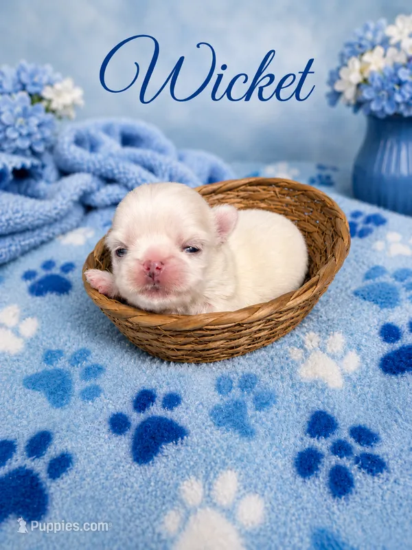 Wicket – Shih Tzu puppy for sale in Ocala, FL