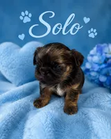 Solo, a male Shih Tzu for sale in Ocala, FL – 2 of 2