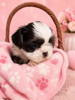 Cinderella, a female Shih Tzu for sale in Ocala, FL – 2 of 2