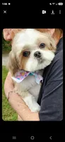Balto, a male Shih Tzu for sale in Ocala, FL – 2 of 2