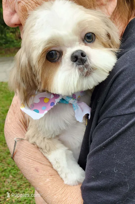 Balto – Shih Tzu puppy for sale in Ocala, FL