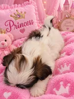 Princess, a female Shih Tzu for sale in Ocala, FL – 3 of 3
