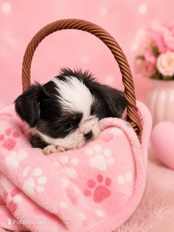 Cinderella – Shih Tzu puppy for sale in Ocala, FL