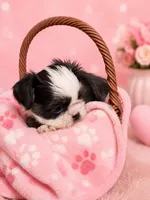 Cinderella, a female Shih Tzu for sale in Ocala, FL – 1 of 2