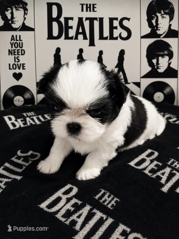 Paul – Shih Tzu puppy for sale in Ocala, FL