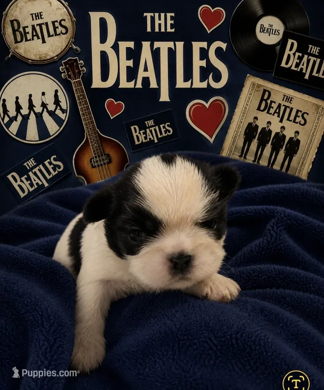 Paul – Shih Tzu puppy for sale in Ocala, FL