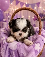 Mulan, a female Shih Tzu for sale in Ocala, FL – 2 of 2