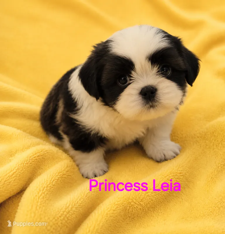Princess Leia – Shih Tzu puppy for sale in Ocala, FL