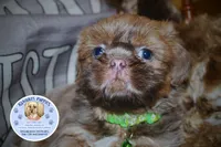 Flash, a male Shih Tzu for sale in Ocala, FL – Photo 2 of 5