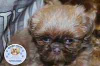 Flash, a male Shih Tzu for sale in Ocala, FL – Photo 5 of 5