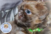 Flash, a male Shih Tzu for sale in Ocala, FL – Photo 4 of 5