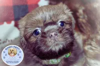 Flash, a male Shih Tzu for sale in Ocala, FL – Photo 3 of 5