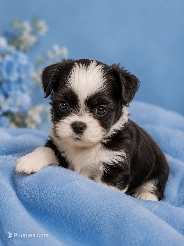 Hans – Shih Tzu puppy for sale in Ocala, FL