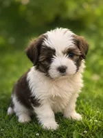 Princess Leia, a female Shih Tzu for sale in Ocala, FL – 1 of 1