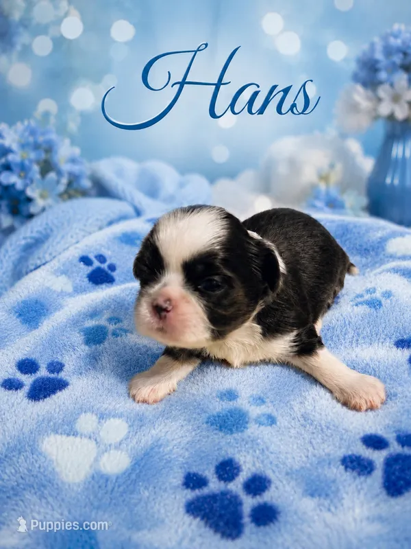 Hans – Shih Tzu puppy for sale in Ocala, FL